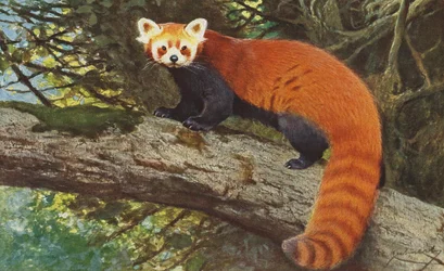 レッサーパンダc.1900